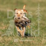 J1-3-28-26 4 – IVY