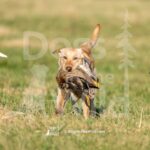 J1-3-28-26 5 – IVY