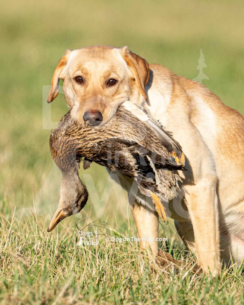 Wobbly River’s Pretty Little Poison - J1-3-28-26 16 - Ozark Hunting Retriever Assoc