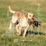 J1-3-28-26 7 – IVY