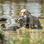 J1-3-28-26 11 – IVY
