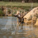 J1-3-28-26 14 – IVY