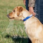 J10 3-28-26 2 – Attie II