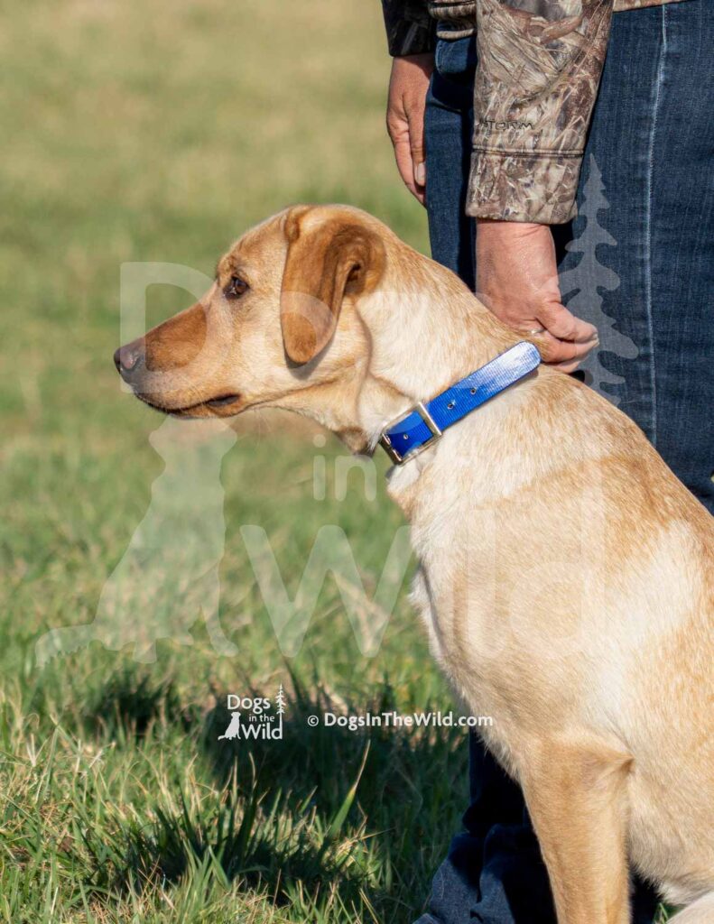 Wobbly Rivers Little Chill Pill - J10 3-28-26 2 - Ozark Hunting Retriever Assoc