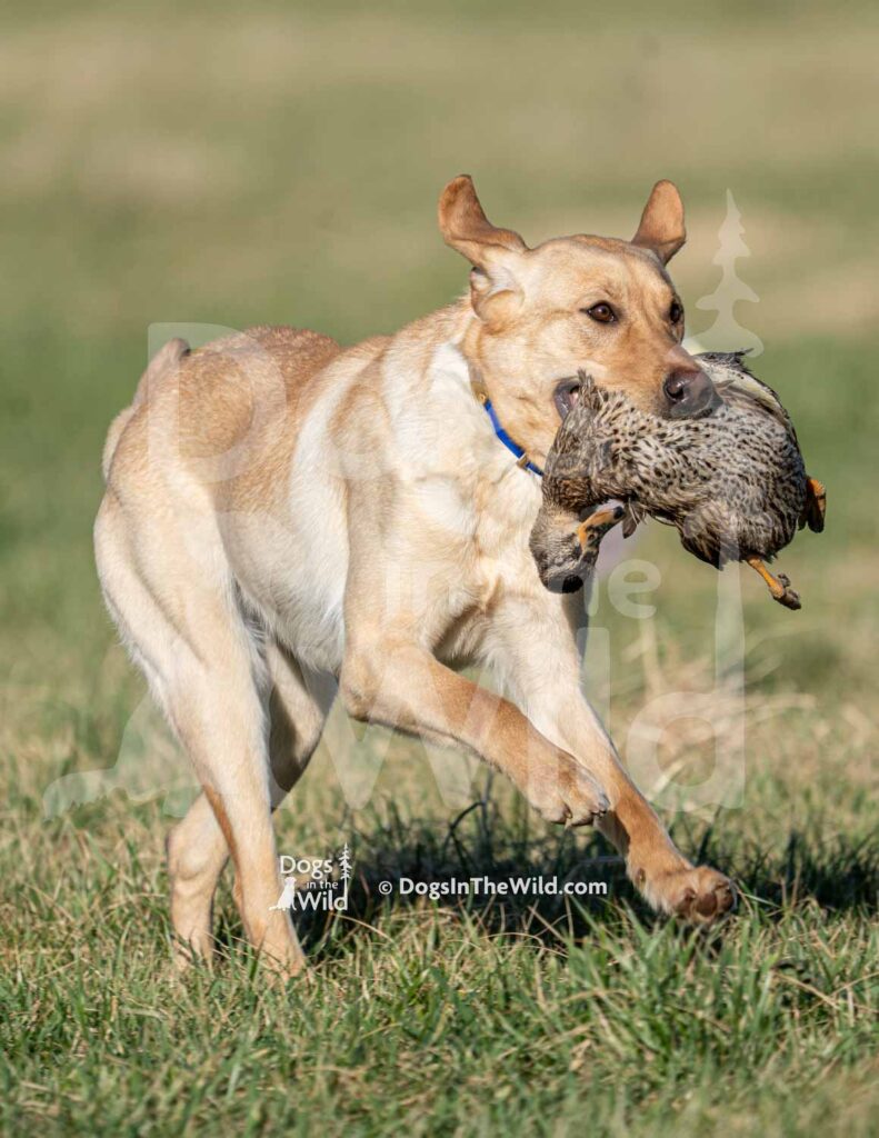 J10 3-28-26 5 – Attie II