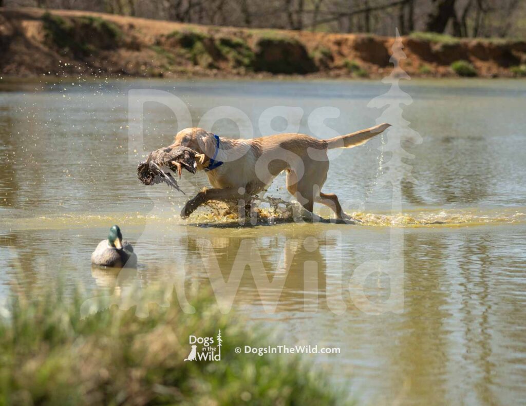 J10 3-28-26 10 – Attie II