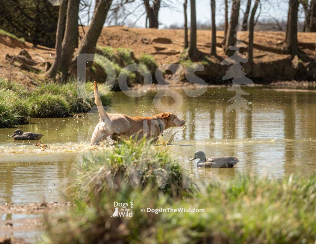 J10 3-28-26 12 – Attie II