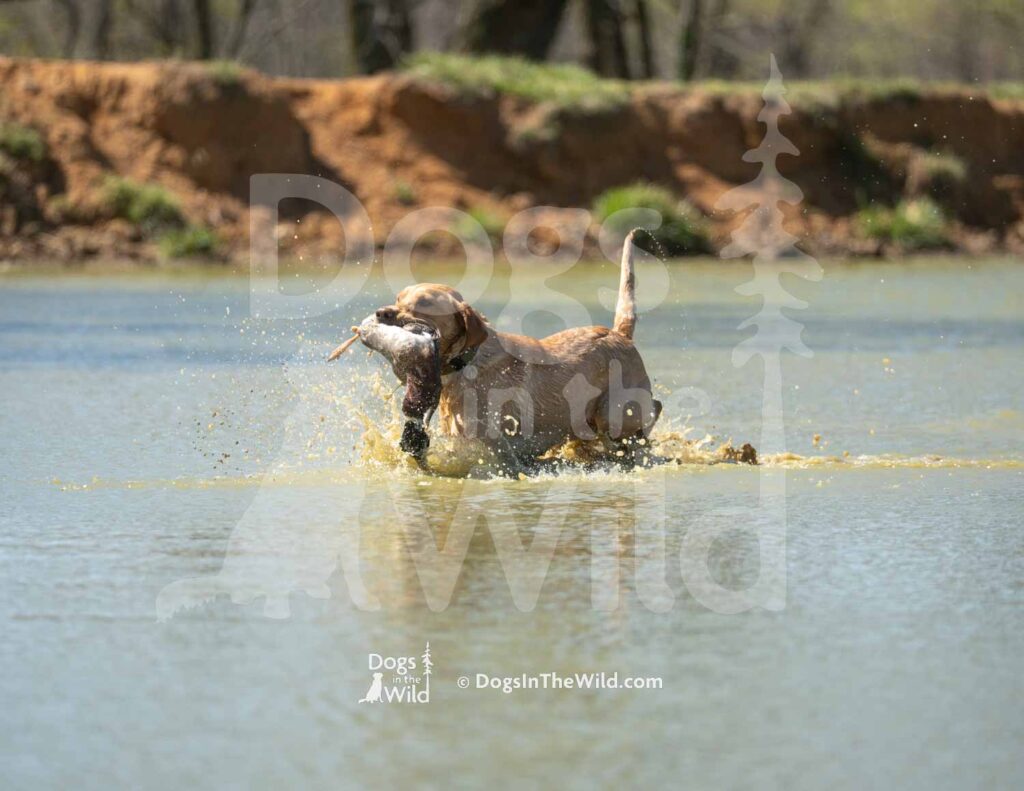 J10 3-28-26 13 – Attie II