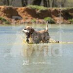 J10 3-28-26 13 – Attie II