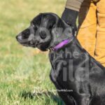 J11 3-28-26 1 – Ziva