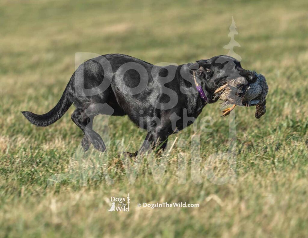 J11 3-28-26 3 – Ziva