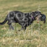 J11 3-28-26 3 – Ziva