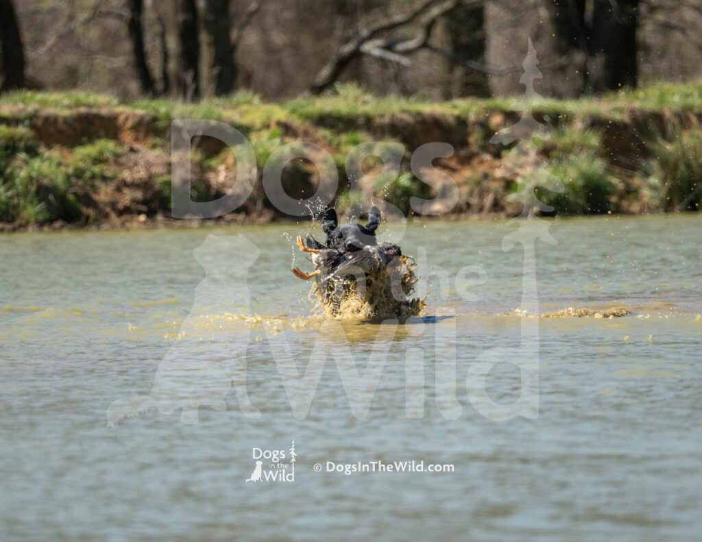 J11 3-28-26 5 – Ziva