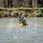 J11 3-28-26 5 – Ziva