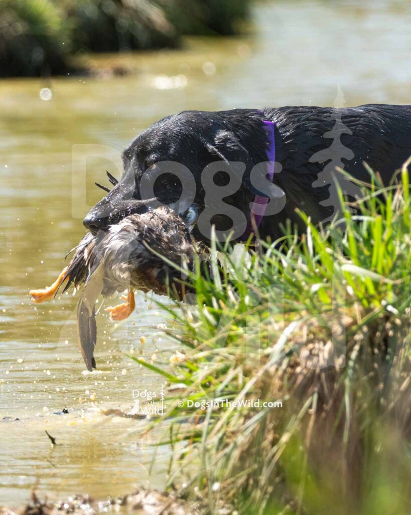 J11 3-28-26 6 – Ziva