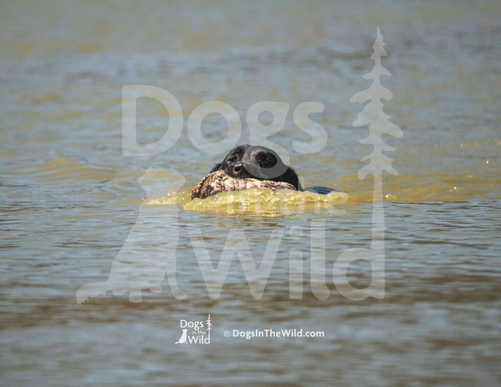 J11 3-28-26 10 – Ziva