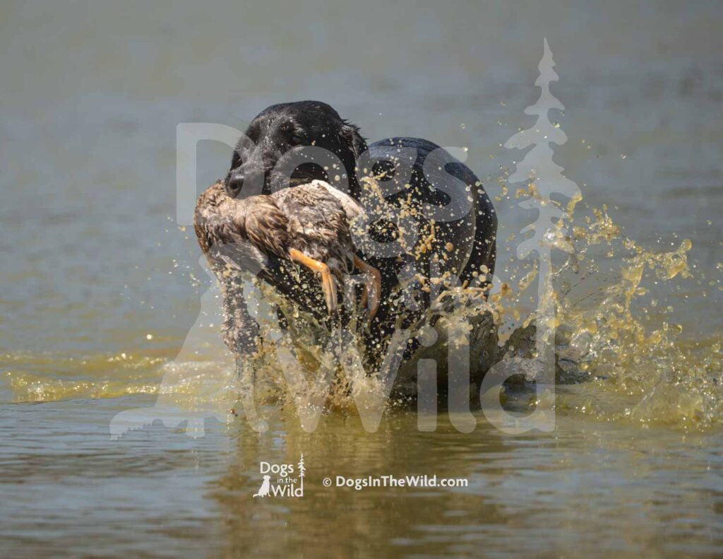 J11 3-28-26 11 – Ziva