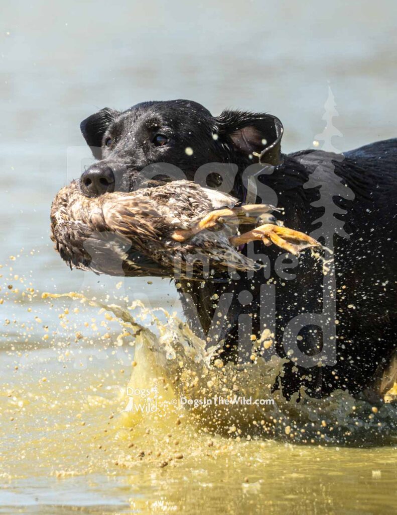 J11 3-28-26 12 – Ziva