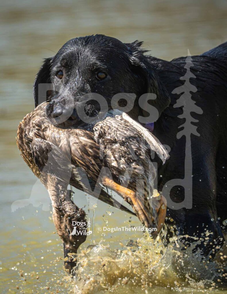 Shawnee Hills Light In The Darkness - J11 3-28-26 13 - Ozark Hunting Retriever Assoc