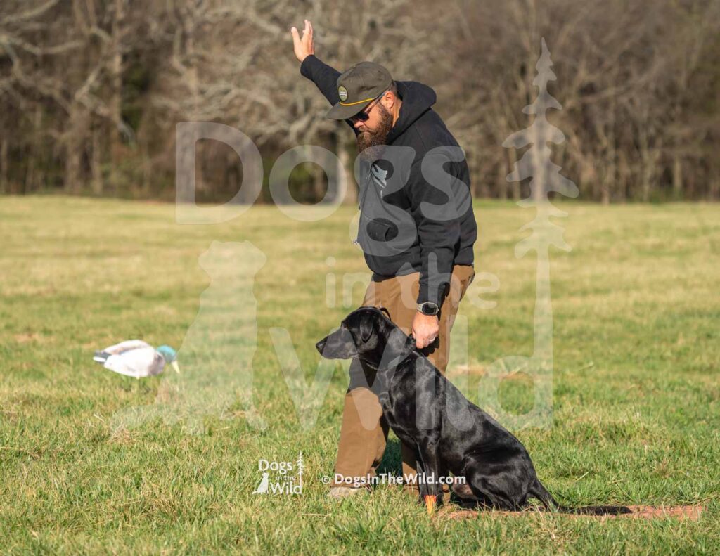 COJO Mullings - J13 3-28-26 1 - Ozark Hunting Retriever Assoc