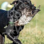 J13 3-28-26 6 – COJO