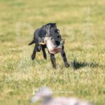 J14 3-28-26 6 – Jeager