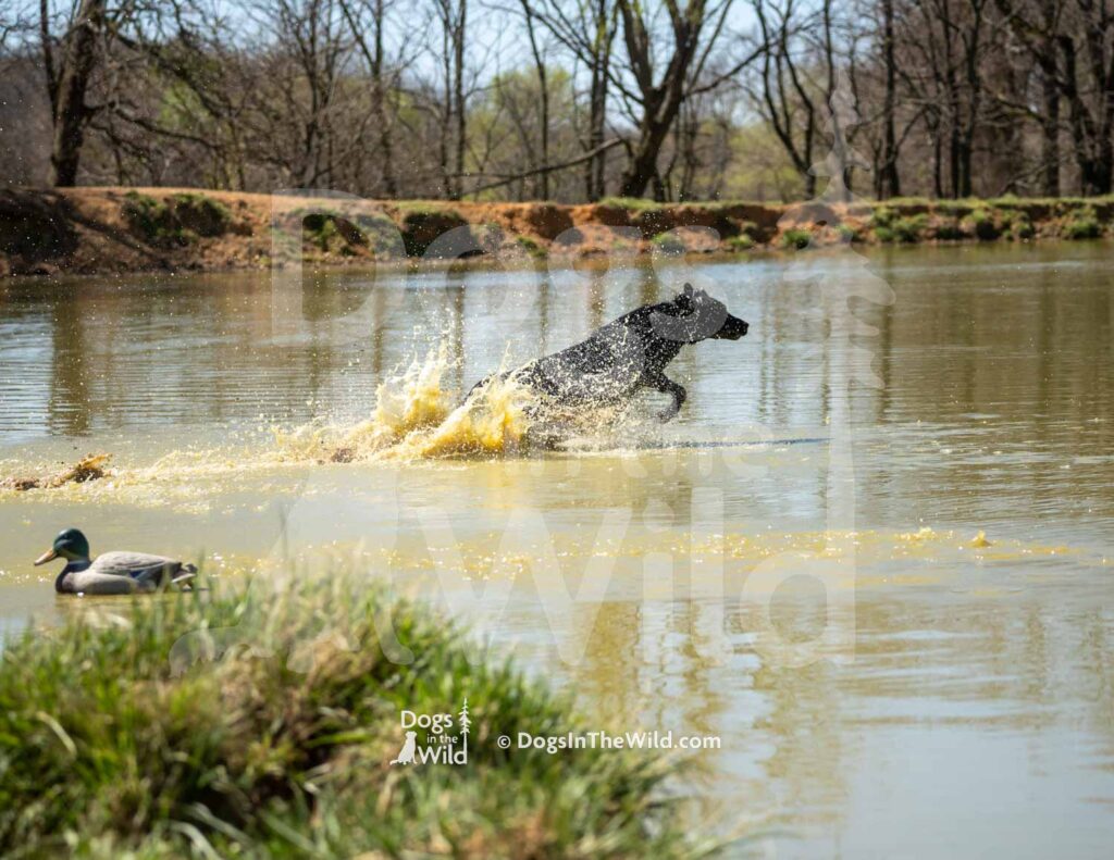 Jeager Drake Sprague - J14 3-28-26 9 - Ozark Hunting Retriever Assoc