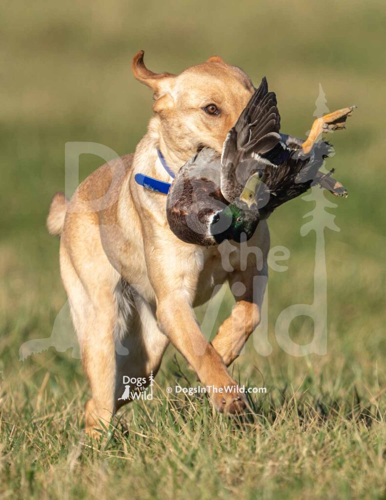 Wobbly River’s Queen Bee - J15 3-28-26 3 - Ozark Hunting Retriever Assoc