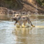 J15 3-28-26 5 – Honey