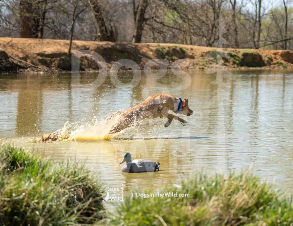 J15 3-28-26 8 – Honey