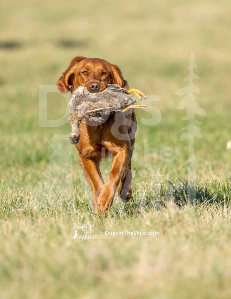 J16 3-28-26 3 – Lucy