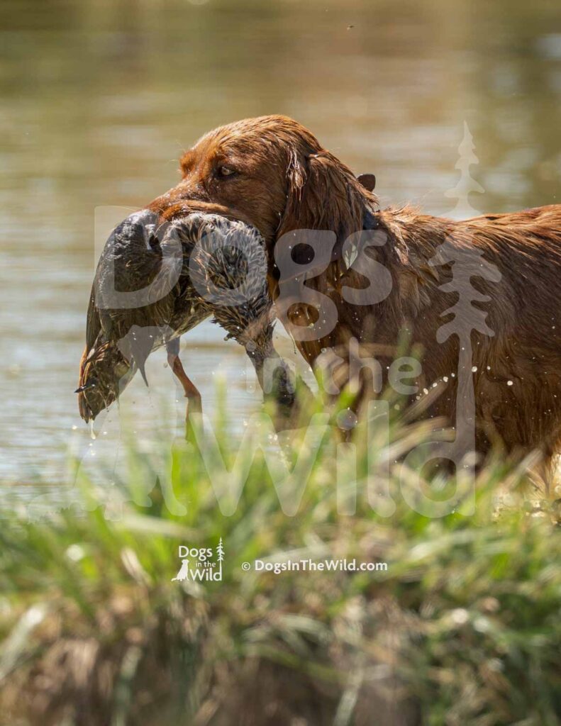 J16 3-28-26 5 – Lucy