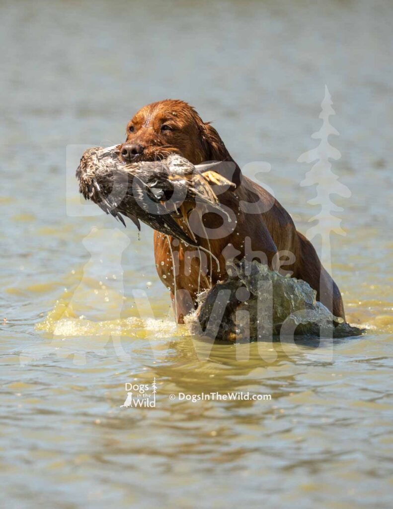 Lucy McElmurry - J16 3-28-26 8 - Ozark Hunting Retriever Assoc