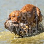 J16 3-28-26 9 – Lucy