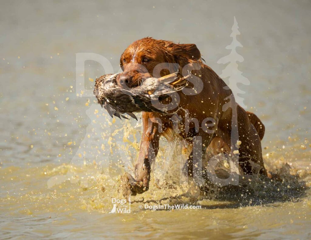 J16 3-28-26 10 – Lucy