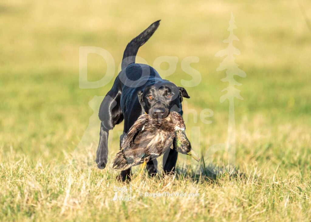 J17 3-28-26 3 – Wiz