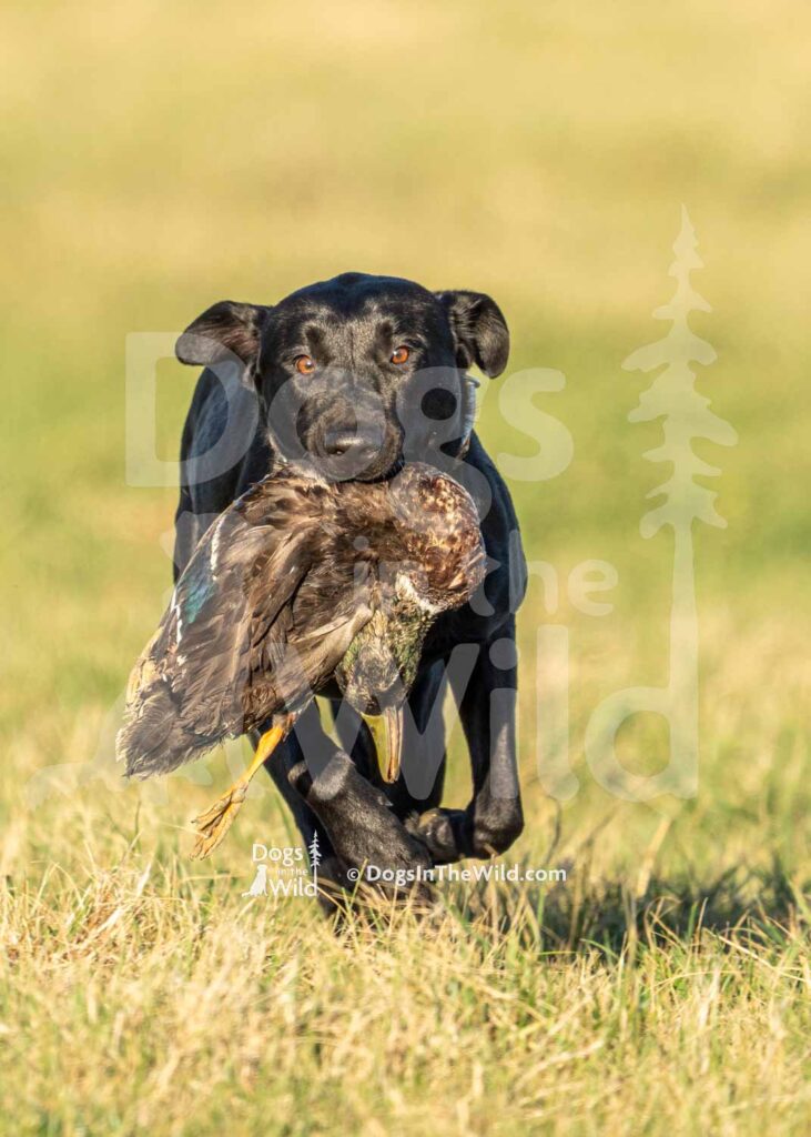 Wizzle the Kid - J17 3-28-26 4 - Ozark Hunting Retriever Assoc