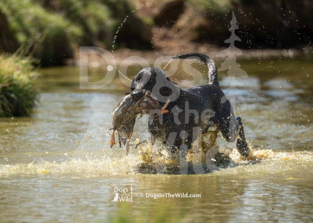 J17 3-28-26 10 – Wiz