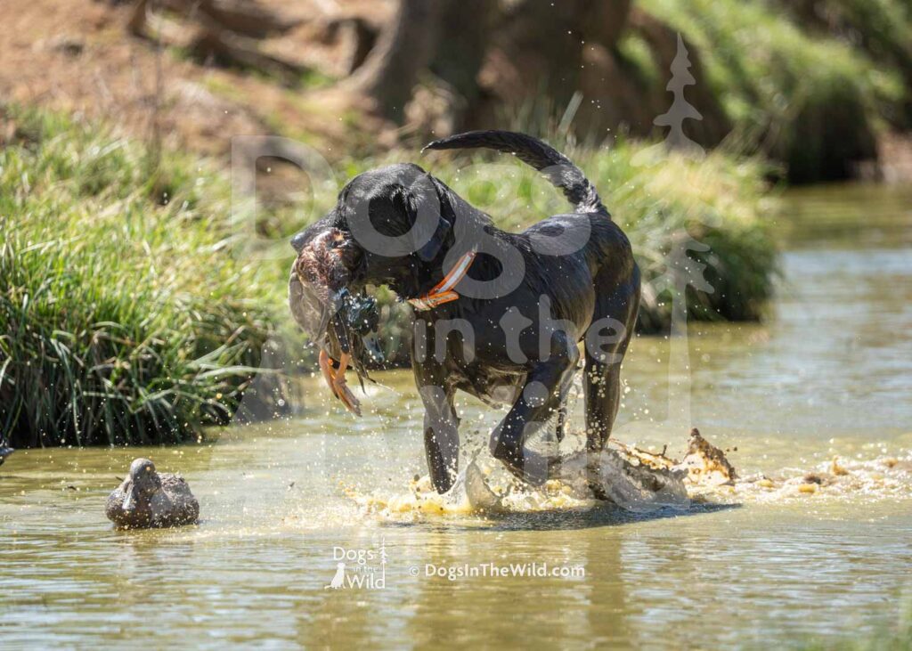 J17 3-28-26 11 – Wiz