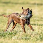 J2-3-28-26 2 – Goose