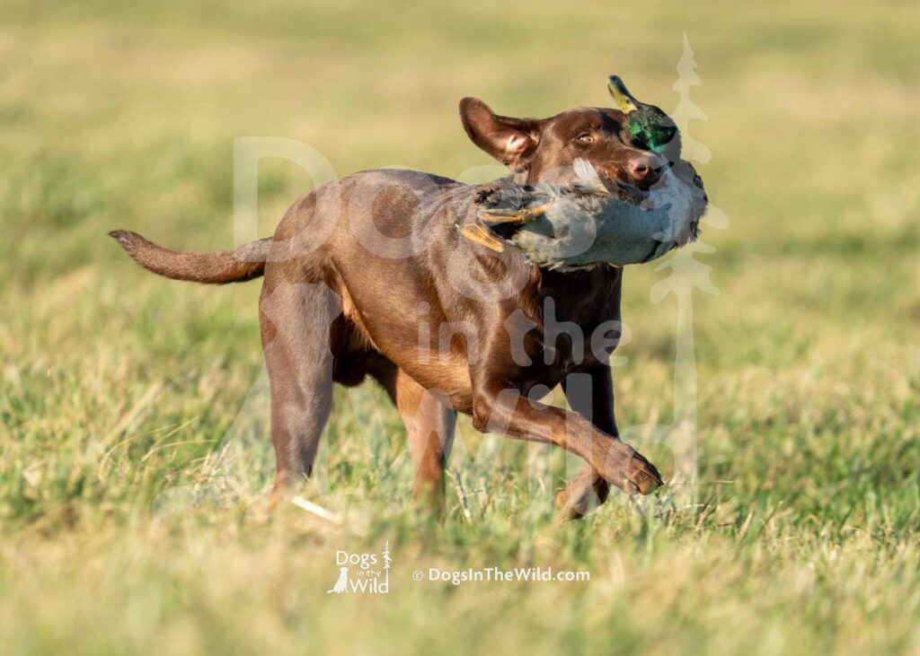 J2-3-28-26 3 – Goose