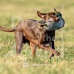 J2-3-28-26 3 – Goose