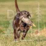 J2-3-28-26 4 – Goose