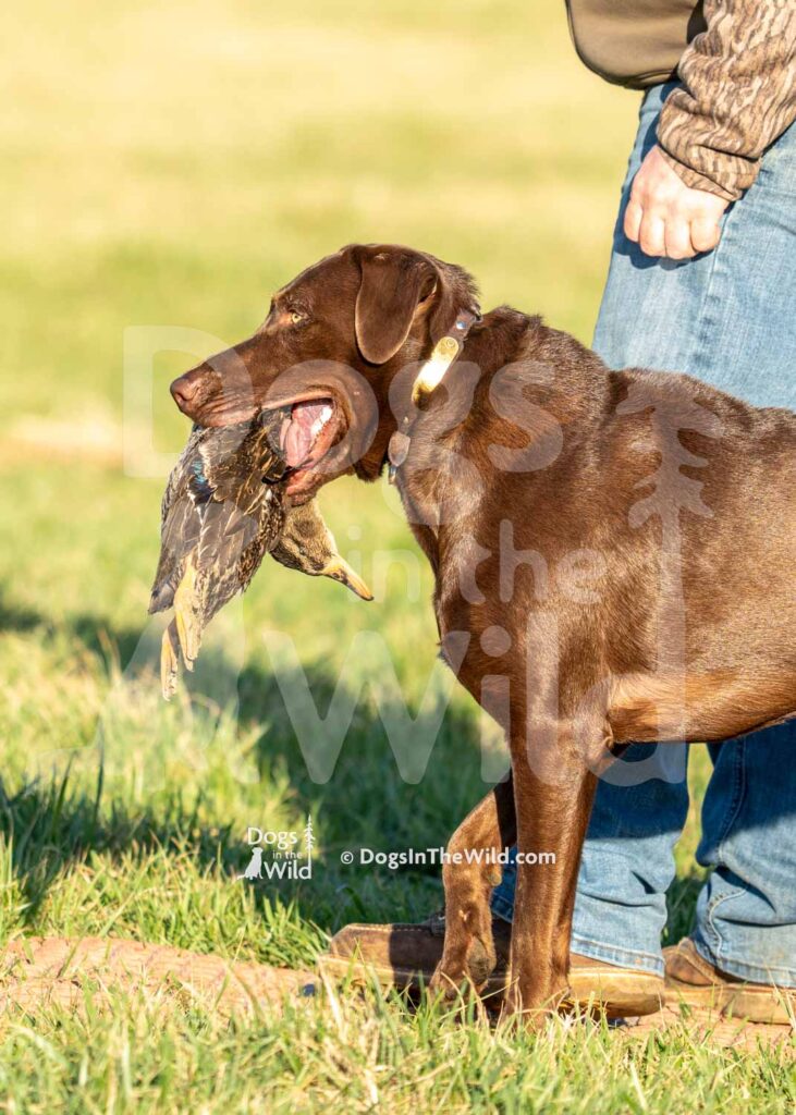 J2-3-28-26 5 – Goose