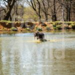 J2-3-28-26 6 – Goose