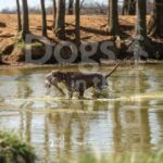 J2-3-28-26 7 – Goose