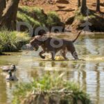J2-3-28-26 8 – Goose