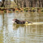 J2-3-28-26 10 – Goose