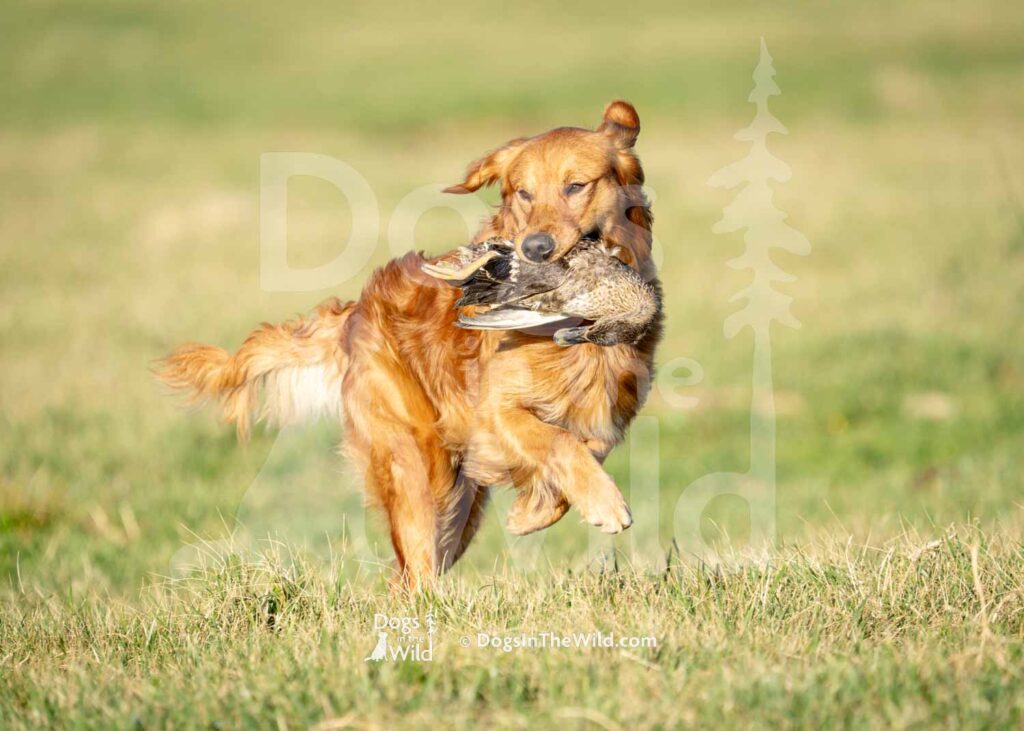 J3-3-28-26 2 – Morgan