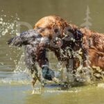 J3-3-28-26 7 – Morgan